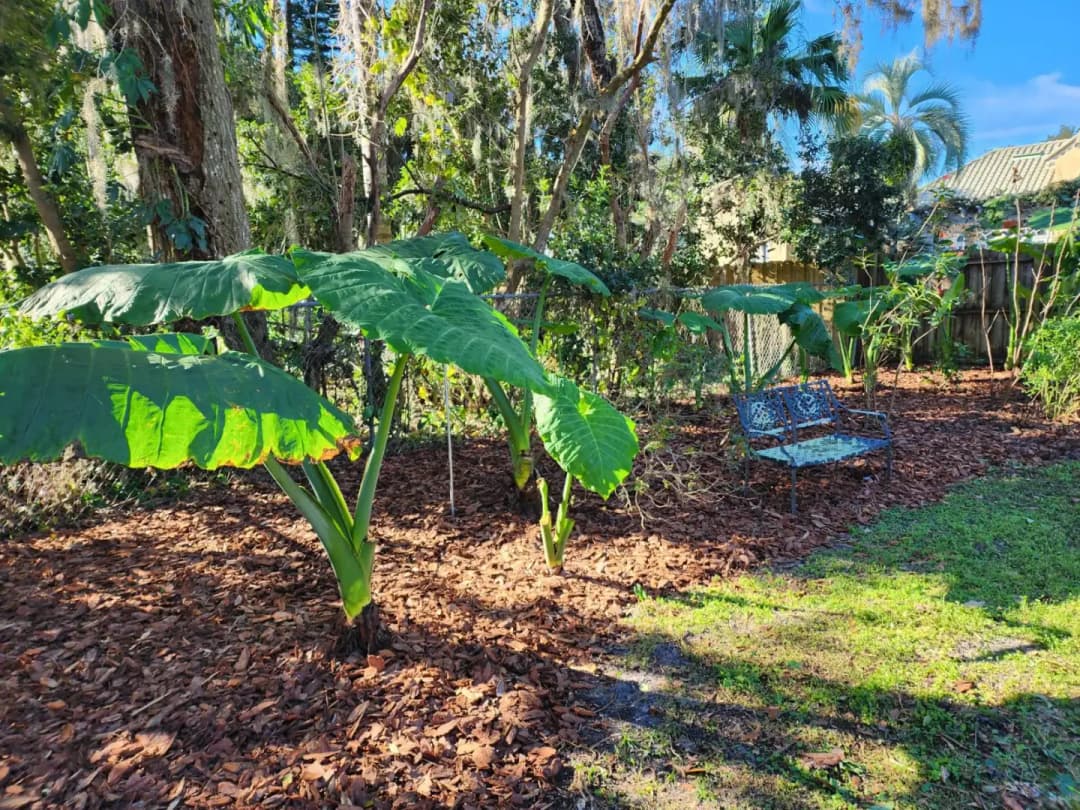 Jardín bellamente cubierto con mulch contrastante