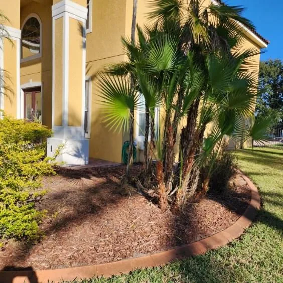 Overgrown Lot Cleanup